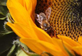 "The honeybee population plays a critically important role in the food chain and pollinating products that end up on our tables," said Legislator Fleming... "There are no downsides."